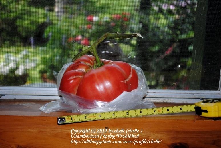 Photo of Tomato (Solanum lycopersicum 'Brandywine, Pink') uploaded by chelle
