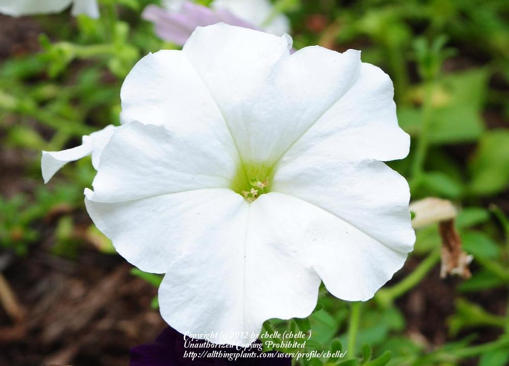 Photo of Multiflora Spreading/Trailing Petunia (Petunia Easy Wave® White) uploaded by chelle