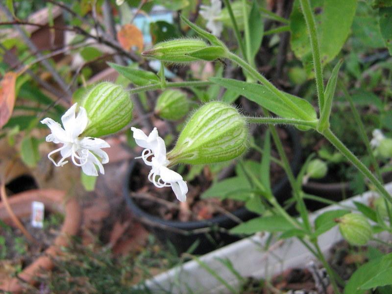Photo of White Campion (Silene latifolia subsp. alba) uploaded by gardengus