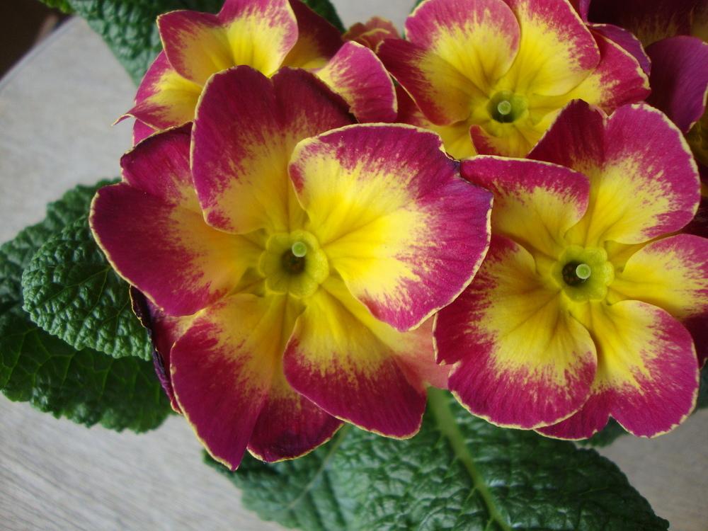 Photo of Primroses (Primula) uploaded by Paul2032