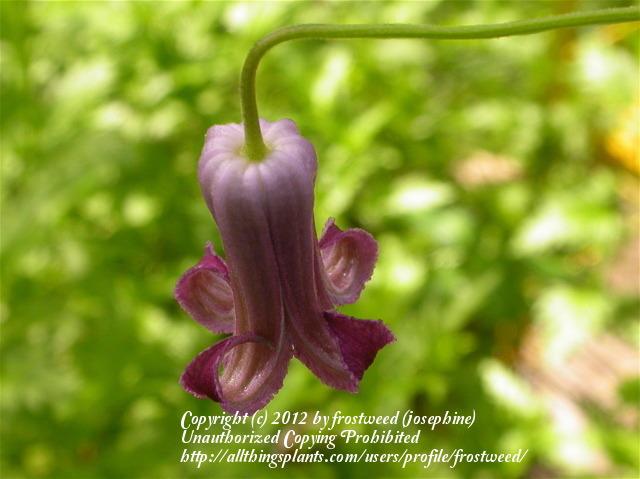 Photo of Clematis (Clematis pitcheri) uploaded by frostweed