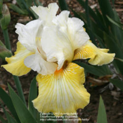 Location: My garden, Arvada, Colorado
purchased from Iris4U in Denver, Colorado