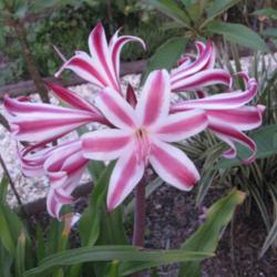 Location: Southwest Florida
Date: summer 2009
One of the many beautiful Crinum varieties, this one is more comp