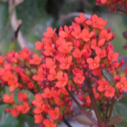 Location: Southwest Florida
Date: winter 2009
Red is one of the most common colors in which this plant is found