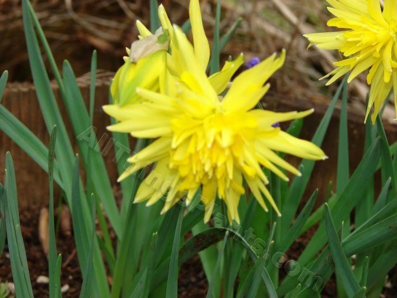 Photo of Double Daffodil (Narcissus 'Rip van Winkle') uploaded by Joy