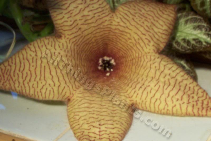 Photo of Starfish Plant (Ceropegia gigantea) uploaded by Joy