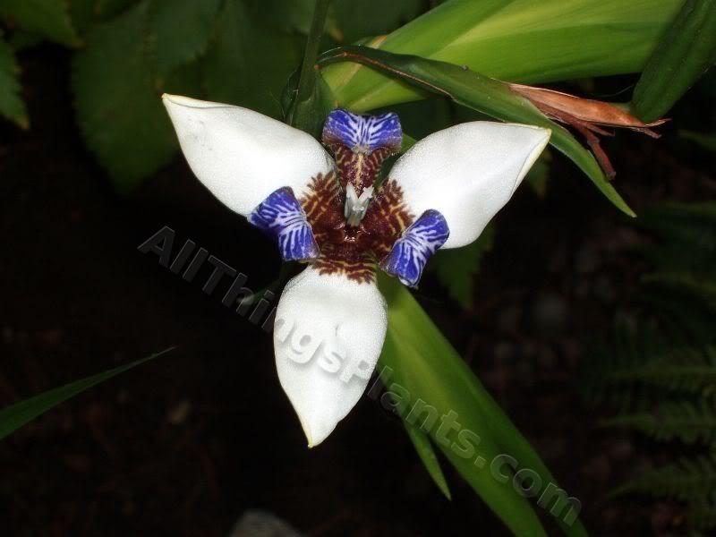 Photo of Walking Iris (Trimezia gracilis) uploaded by Joy