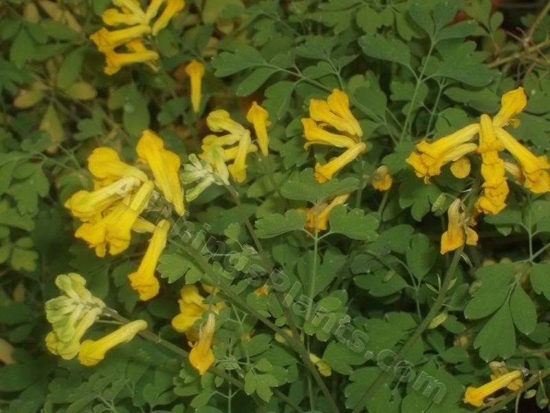 Photo of Yellow Corydalis (Pseudofumaria lutea) uploaded by Joy