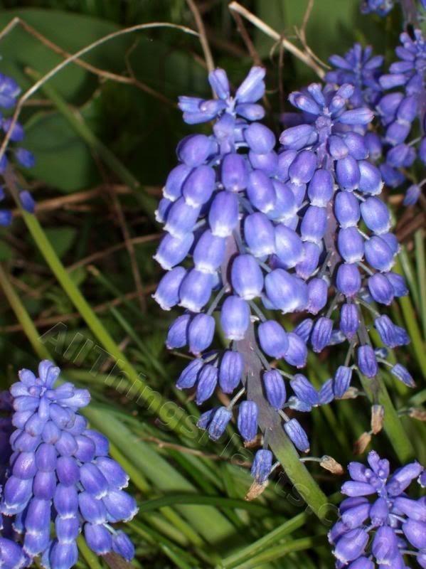 Photo of Grape Hyacinth (Muscari armeniacum) uploaded by Joy