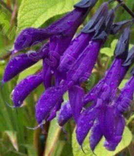 Photo of Sage (Salvia 'Purple Majesty') uploaded by Joy