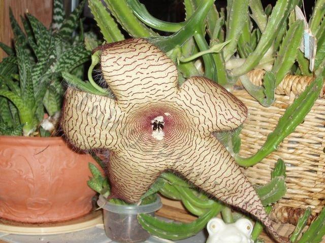 Photo of Starfish Plant (Ceropegia gigantea) uploaded by Joy