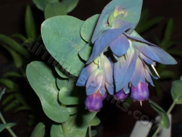 Photo of Honeywort (Cerinthe major subsp. purpurascens) uploaded by Joy