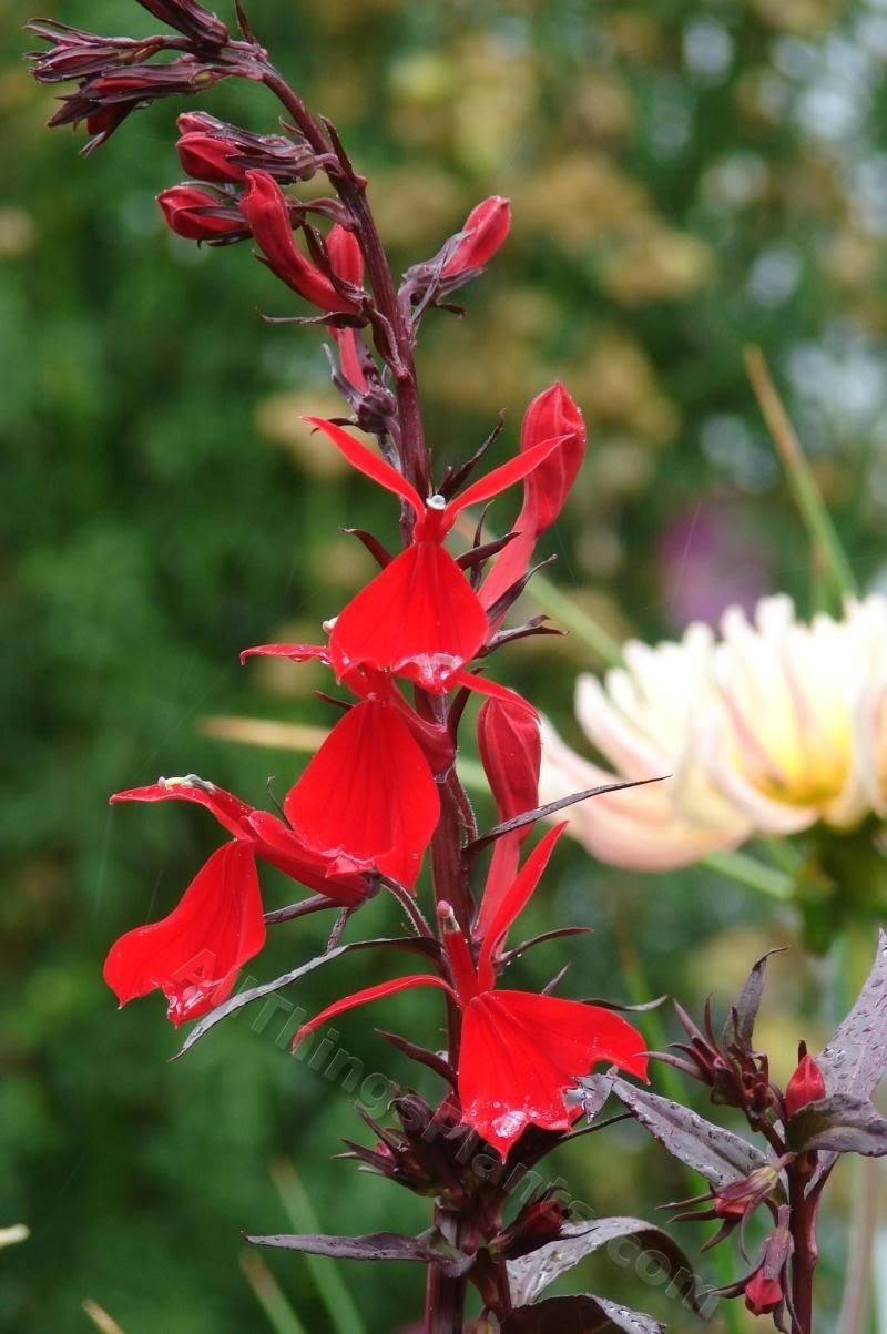 Photo of Cardinal Flower (Lobelia 'Queen Victoria') uploaded by Joy
