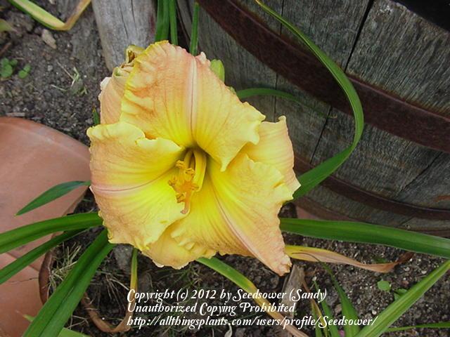 Photo of Daylily (Hemerocallis 'Frequent Comment') uploaded by Seedsower