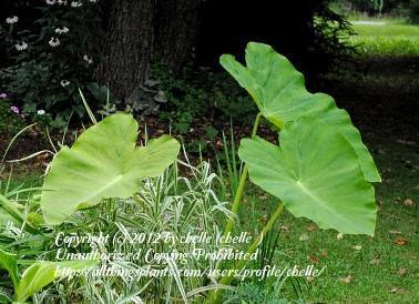 Photo of Elephant Ear (Colocasia esculenta) uploaded by chelle