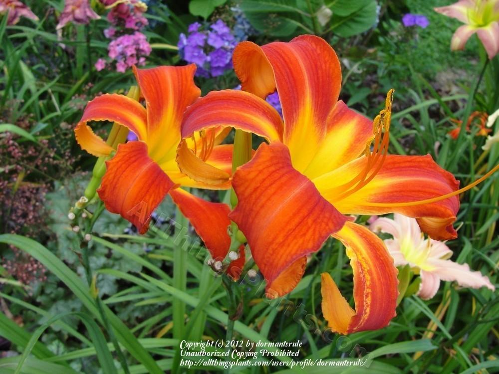 Photo of Daylily (Hemerocallis 'Heavenly Orange Blaze') uploaded by dormantsrule