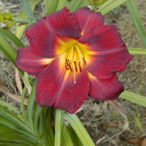 Image courtesy of Archway Daylily Gardens Used with permission