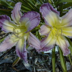 
Date: 4000-01-12
Image courtesy of Archway Daylily Gardens Used with permission