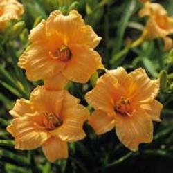
Image courtesy of Archway Daylily Gardens Used with permission