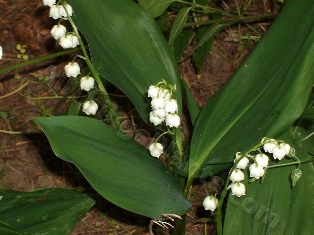 Photo of Lily Of The Valley (Convallaria majalis) uploaded by Joy
