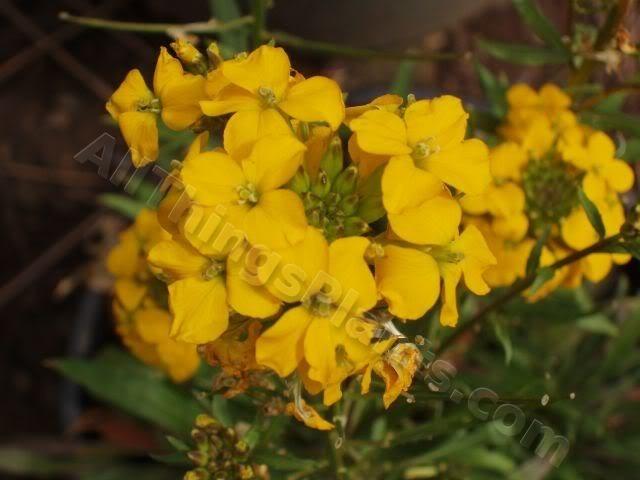 Photo of Siberian Wallflower (Erysimum marshallii) uploaded by Joy