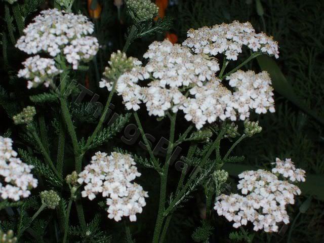 Photo of Yarrow (Achillea millefolium) uploaded by Joy