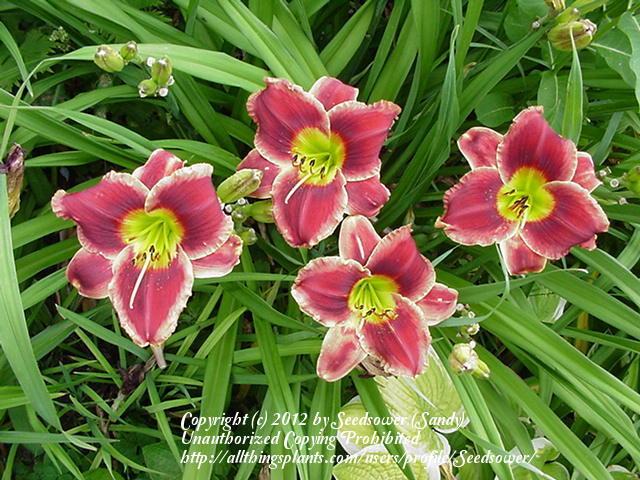 Photo of Daylily (Hemerocallis 'Roses in Snow') uploaded by Seedsower
