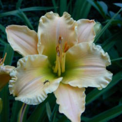 Location: Manhattan, KS
Date: 2011-06-28
Texas Beautiful Bouquet