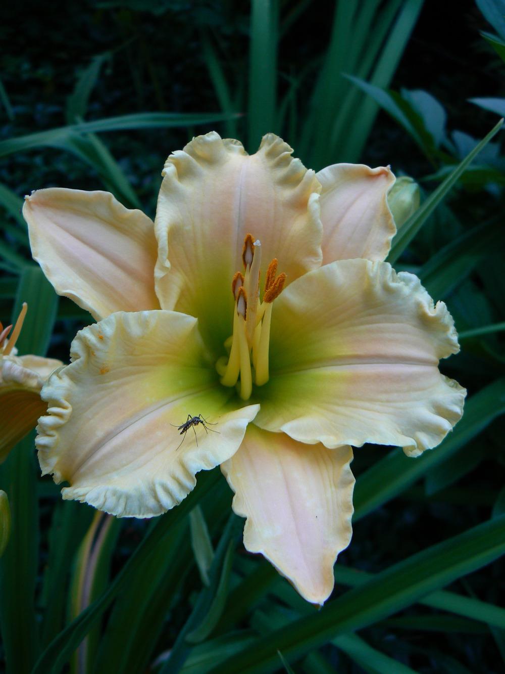 Photo of Daylily (Hemerocallis 'Texas Beautiful Bouquet') uploaded by annred97