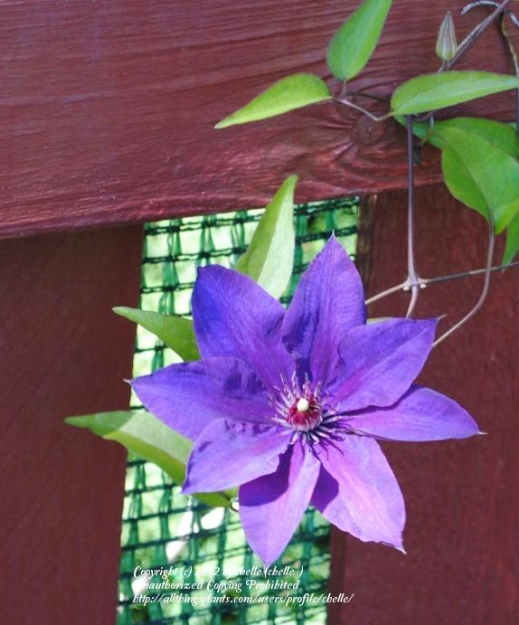 Photo of Clematis 'The President' uploaded by chelle