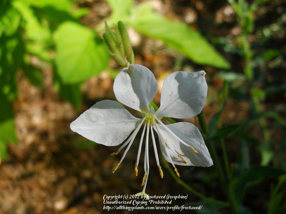 Photo of Appleblossom Grass (Oenothera lindheimeri) uploaded by frostweed