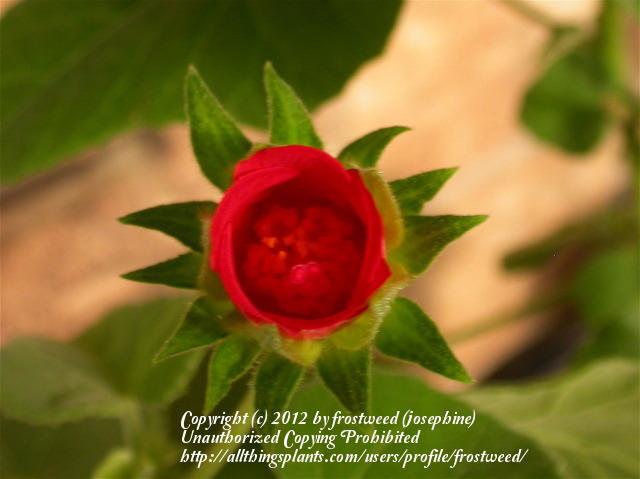 Photo of Heartleaf Hibiscus (Hibiscus martianus) uploaded by frostweed