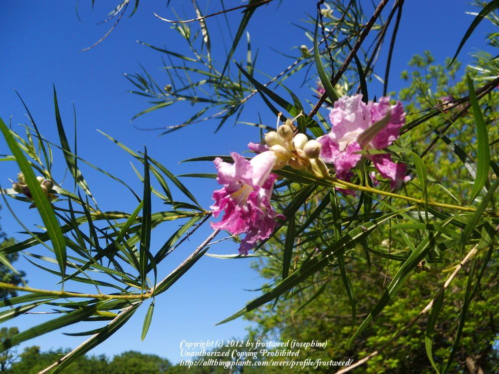 Photo of Desert Willow (Chilopsis linearis) uploaded by frostweed