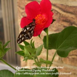 Open bloom with nectaring butterfly.