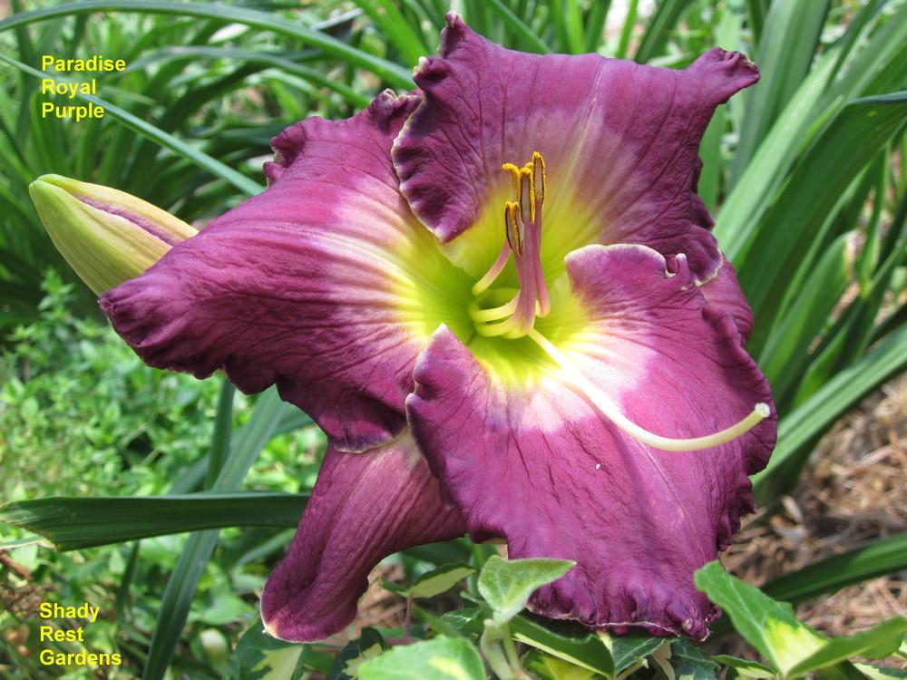 Photo of Daylily (Hemerocallis 'Paradise Royal Purple') uploaded by Casshigh
