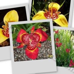Location: In my garden in Kalama, Wa.
Date: Mid Summer
A collage of  Tigridia blooms