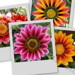 Location: In my garden in Kalama, Wa.
Date: Mid Summer
A collage of  Gazania blooms