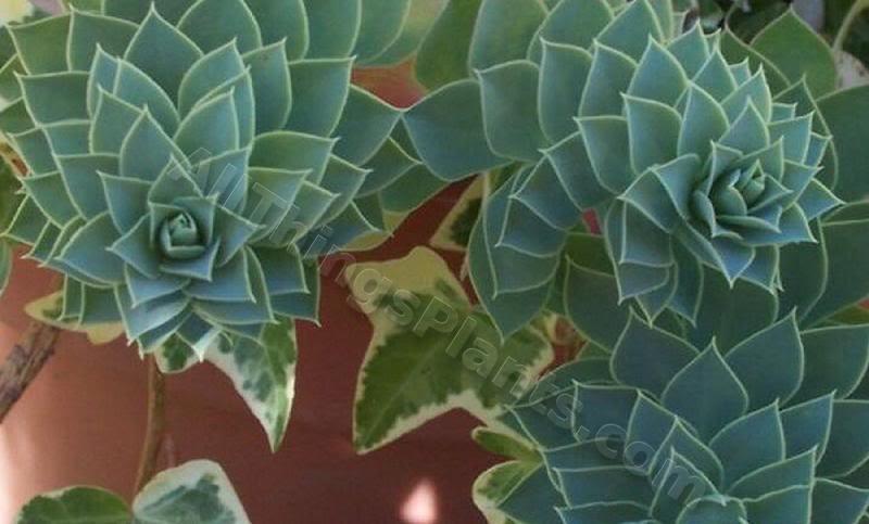 Photo of Donkey Tail (Euphorbia myrsinites) uploaded by Joy