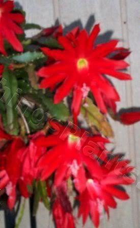 Photo of Orchid Cactus (Disocactus x hybridus 'Ackermannii') uploaded by Joy