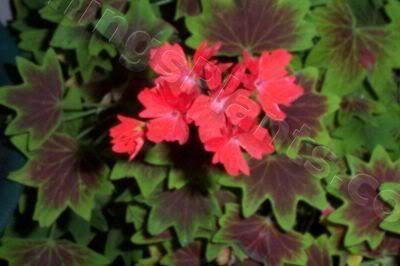 Photo of Zonal Geranium (Pelargonium x hortorum 'Vancouver Centennial') uploaded by Joy