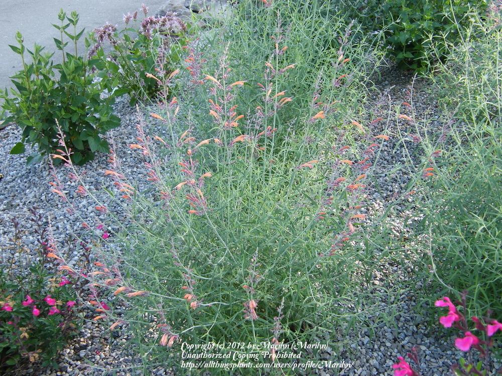 Photo of Sunset Hyssop (Agastache rupestris 'Apache Sunset') uploaded by Marilyn