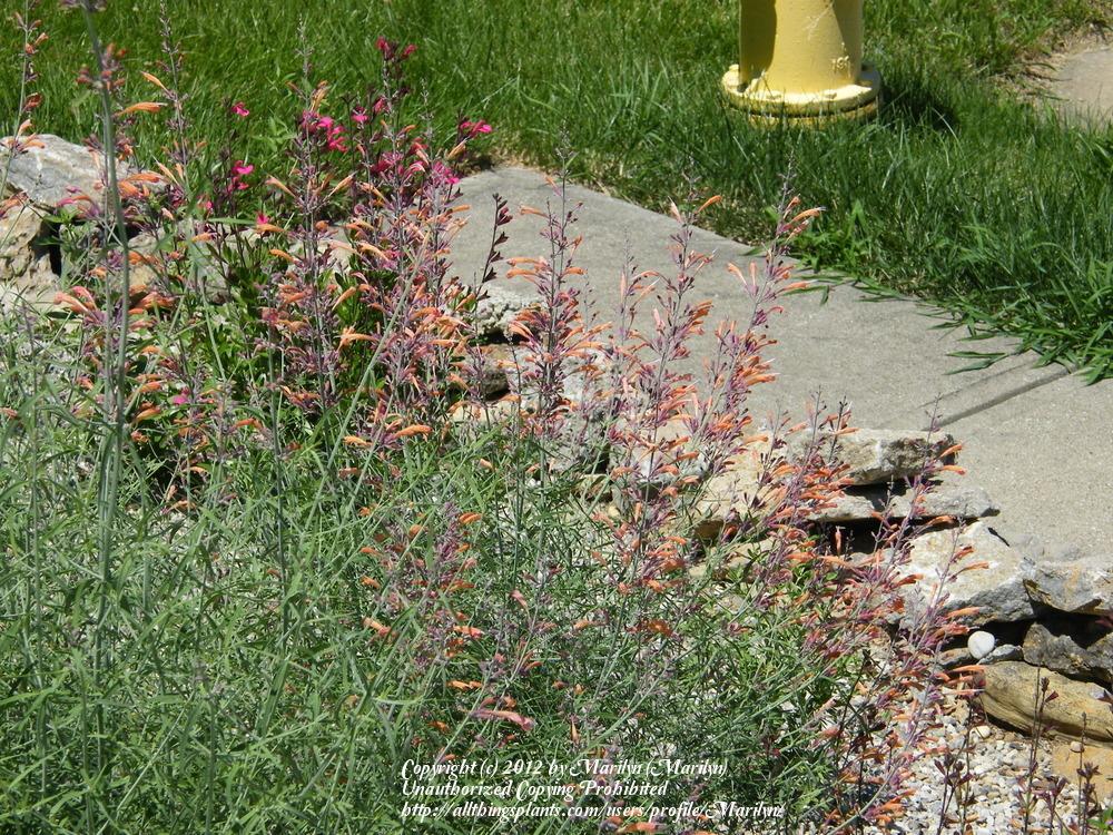 Photo of Sunset Hyssop (Agastache rupestris 'Apache Sunset') uploaded by Marilyn