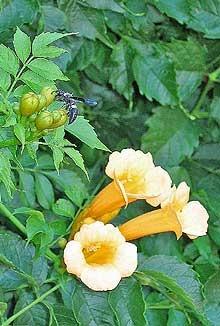 Photo of Yellow Trumpet Vine (Campsis radicans 'Flava') uploaded by SongofJoy