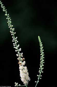 Photo of Black Cohosh (Actaea racemosa) uploaded by SongofJoy