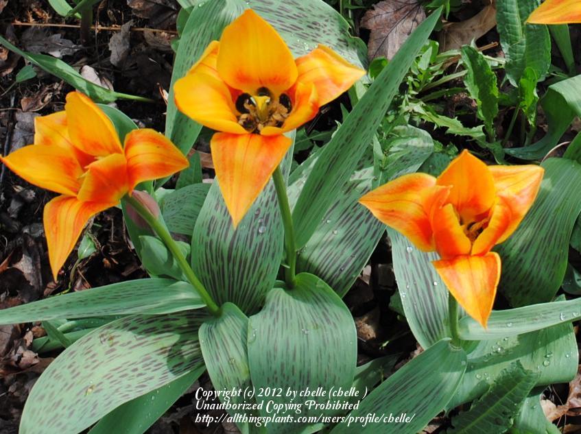 Photo of Greigii Tulip (Tulipa greigii 'Calypso') uploaded by chelle