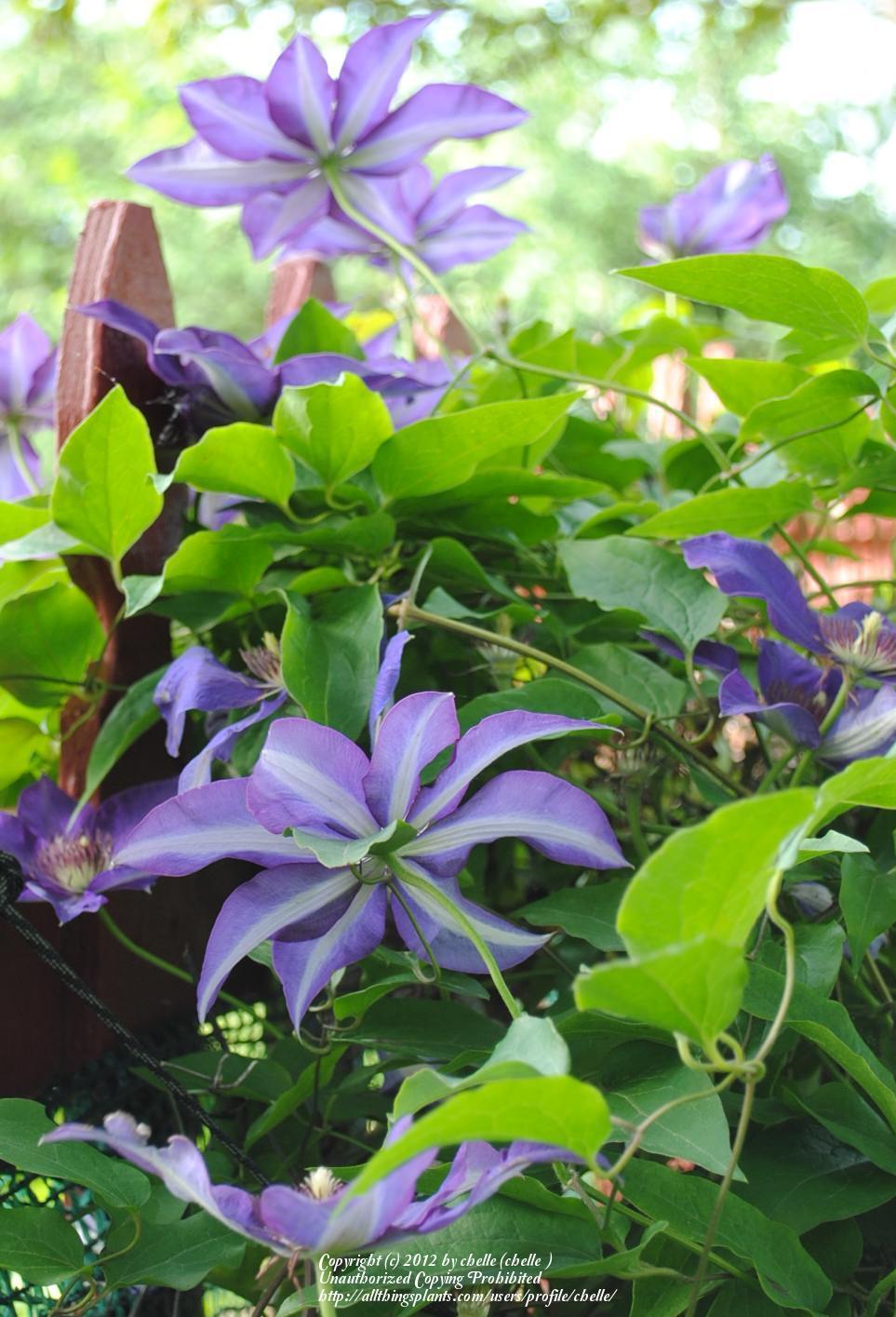 Photo of Clematis 'The President' uploaded by chelle