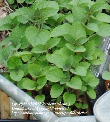 Photo of Giant Hyssop (Agastache rugosa 'Honey Bee Blue') uploaded by chelle