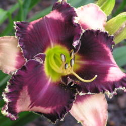 Location: Bonner Garden, GA
Date: May 2010
Remembered from National and bought on Lily Auction - can't wait 