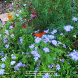 Location: My yard in Arlington, Texas.
Date: Summer 2010
Butterflies love to nectar on this flower.