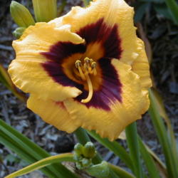 
Date: 1999-06-26
Image courtesy of Archway Daylily Gardens Used with permission